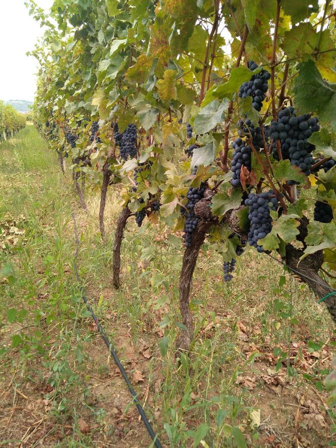 Vinarija "Delmo" Apartments Trebin Dış mekan fotoğraf